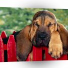 Dog 40 Winks Bloodhound Puppy A1 Xlarge Canvas