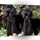 Dog A Brace Of Black Poodles A1 Xlarge Canvas