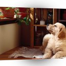 Dog A Day Afternoon A1 Xlarge Canvas