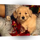 Dog A Little Autumn Sweetness A1 Xlarge Canvas