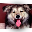 Dog A True Friend Shepherd A1 Xlarge Canvas