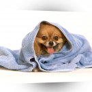 Dog After The Bath Pomeranian A1 Xlarge Canvas