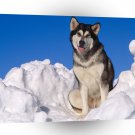 Dog Alaskan Malamute A1 Xlarge Canvas