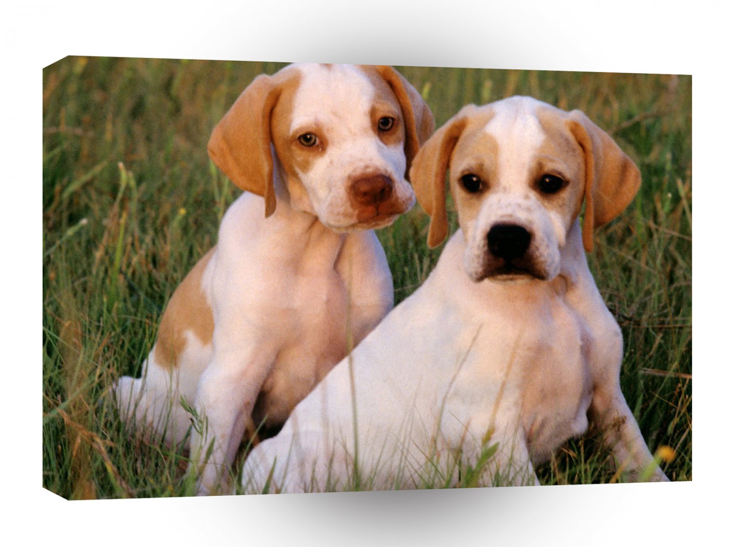 Dog Amber Pointer Pups A1 Xlarge Canvas