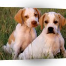 Dog Amber Pointer Pups A1 Xlarge Canvas