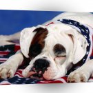 Dog American Bandit Boxer Mix A1 Xlarge Canvas