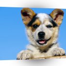 Dog Australian Cattle Puppy A1 Xlarge Canvas