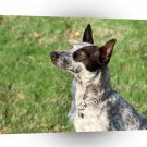 Dog Australian Cattledog A1 Xlarge Canvas