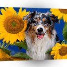 Dog Australian Shepherd A1 Xlarge Canvas