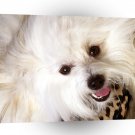 Dog Baby Coton A1 Xlarge Canvas