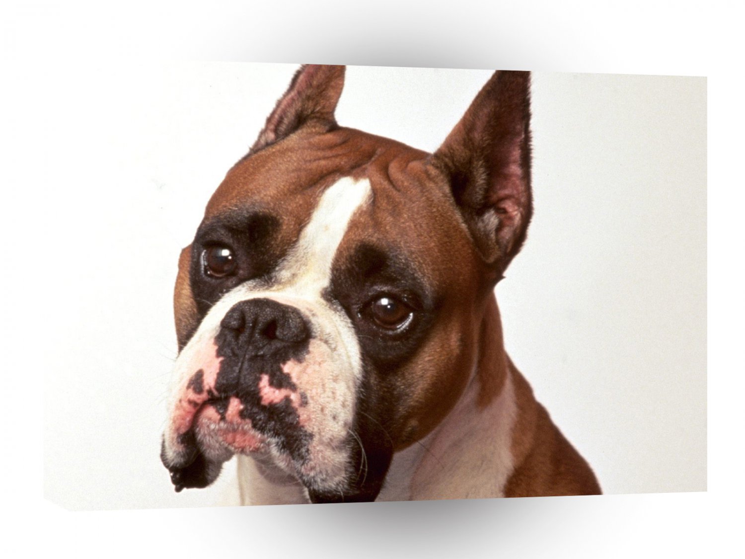 Dog Barnabus Boxer A1 Xlarge Canvas