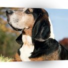 Dog Bassett Hound A1 Xlarge Canvas