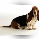 Dog Bassett Hound Sit A1 Xlarge Canvas