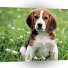 Dog Beagle Love A1 Xlarge Canvas