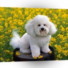 Dog Bichon Frise A1 Xlarge Canvas