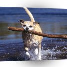 Dog Big Stick Buddy A1 Xlarge Canvas
