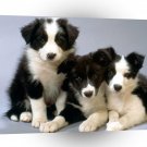Dog Blackwhite Border Collie Pups A1 Xlarge Canvas