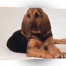 Dog Buddy Baby Bloodhound A1 Xlarge Canvas