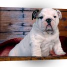 Dog Bulldog Puppy A1 Xlarge Canvas