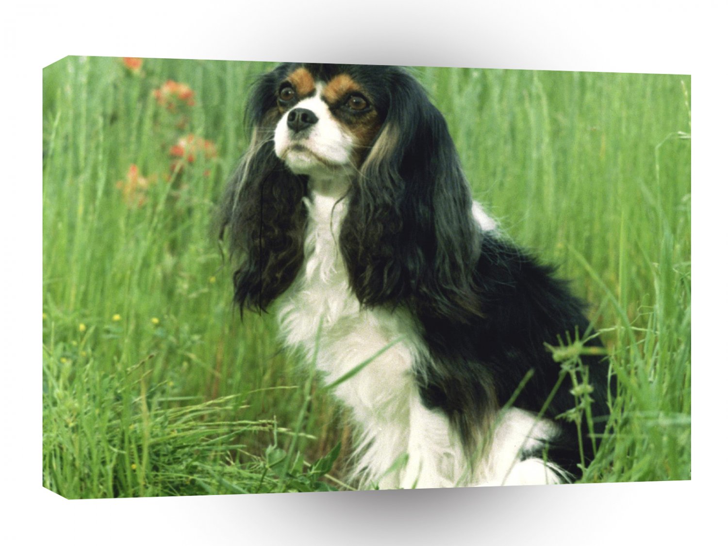 Dog Cavalier King Charles Spaniel A1 Xlarge Canvas
