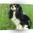 Dog Cavalier King Charles Spaniel A1 Xlarge Canvas