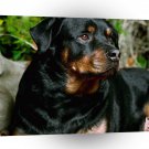 Dog Champ Rottweiler A1 Xlarge Canvas
