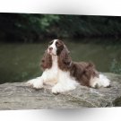 Dog Champion Springer Spaniel A1 Xlarge Canvas