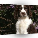 Dog Charles English Springer Spaniel A1 Xlarge Canvas