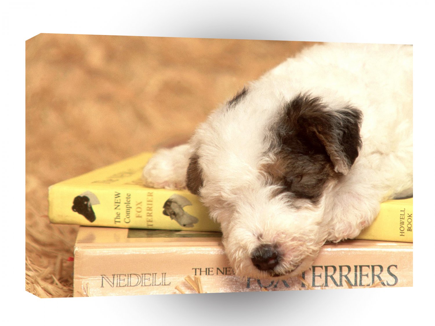 Dog Clancy Wirehaired Fox Terrier A1 Xlarge Canvas