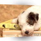 Dog Clancy Wirehaired Fox Terrier A1 Xlarge Canvas