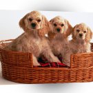 Dog Cocker Spaniel Puppies A1 Xlarge Canvas