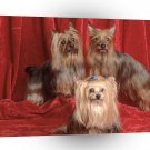 Dog Courting The Yorkie A1 Xlarge Canvas
