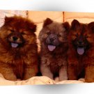 Dog Cozy Couch Chow Chow Puppies A1 Xlarge Canvas