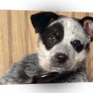 Dog Cricket Australian Cattledog Pup A1 Xlarge Canvas