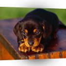 Dog Dachshund Puppy A1 Xlarge Canvas