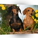 Dog Dachshunds A1 Xlarge Canvas