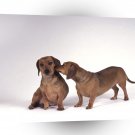 Dog Dachshunds Kiss A1 Xlarge Canvas