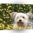 Dog Day Afternoon A1 Xlarge Canvas