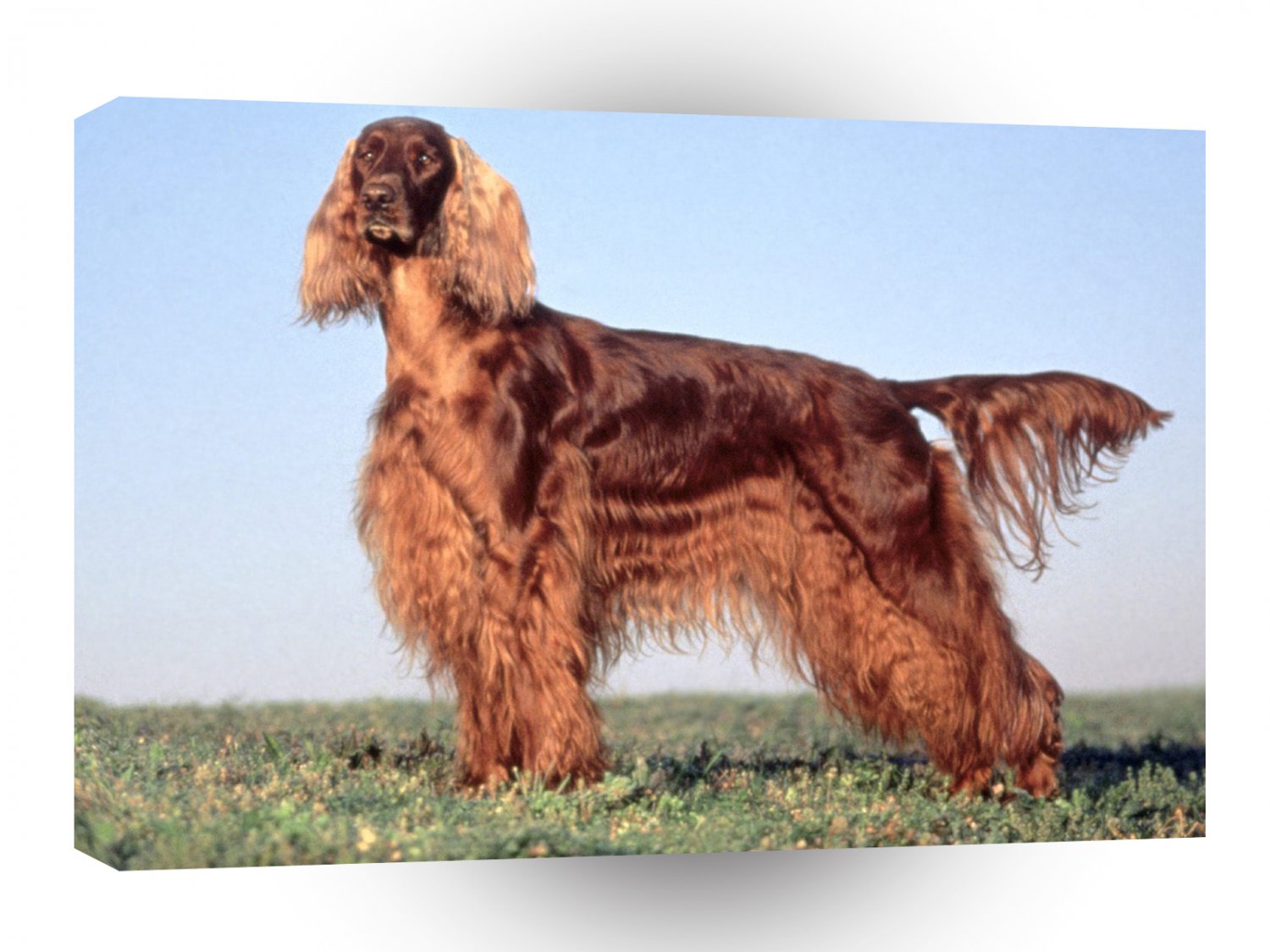 Dog Energizer Irish Setter A1 Xlarge Canvas