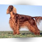 Dog Energizer Irish Setter A1 Xlarge Canvas