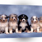 Dog Fluffy Five Shepherd Puppies A1 Xlarge Canvas