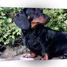 Dog Frederick Black And Tan Mini A1 Xlarge Canvas