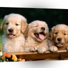 Dog Friends Retriever Puppies A1 Xlarge Canvas