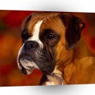 Dog Georgi Boxer A1 Xlarge Canvas