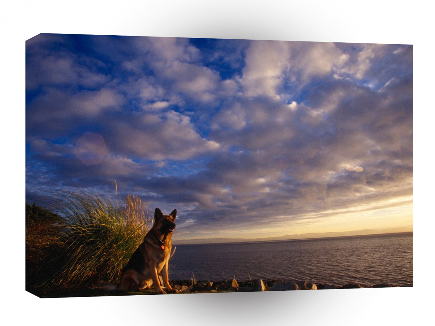 Dog German Shepherd A1 Xlarge Canvas