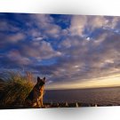 Dog German Shepherd A1 Xlarge Canvas