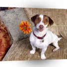Dog Good Jack Russell Terrier A1 Xlarge Canvas
