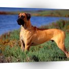 Dog Great Dane Profile A1 Xlarge Canvas