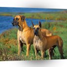 Dog Great Danes A1 Xlarge Canvas