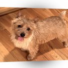 Dog Happy Norwich Terrier A1 Xlarge Canvas